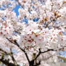 今年も綺麗な桜が咲いていました。