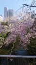 桜の季節です。